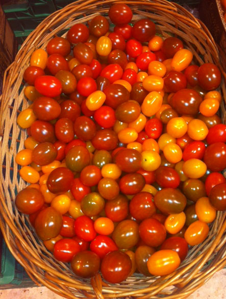 tomates cherry